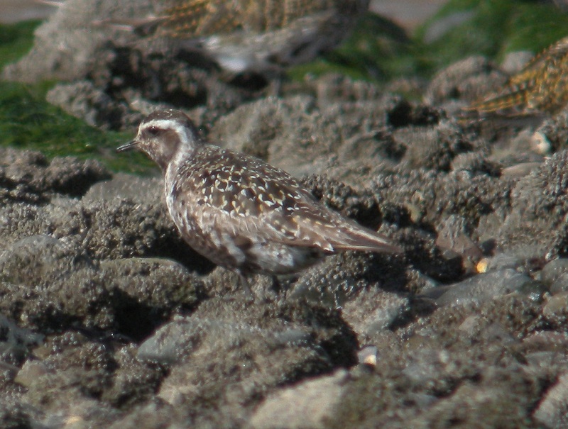 American Golden Plover