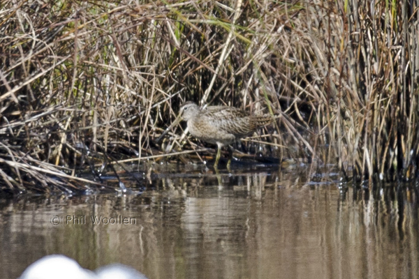 Short-billed Dowitcher