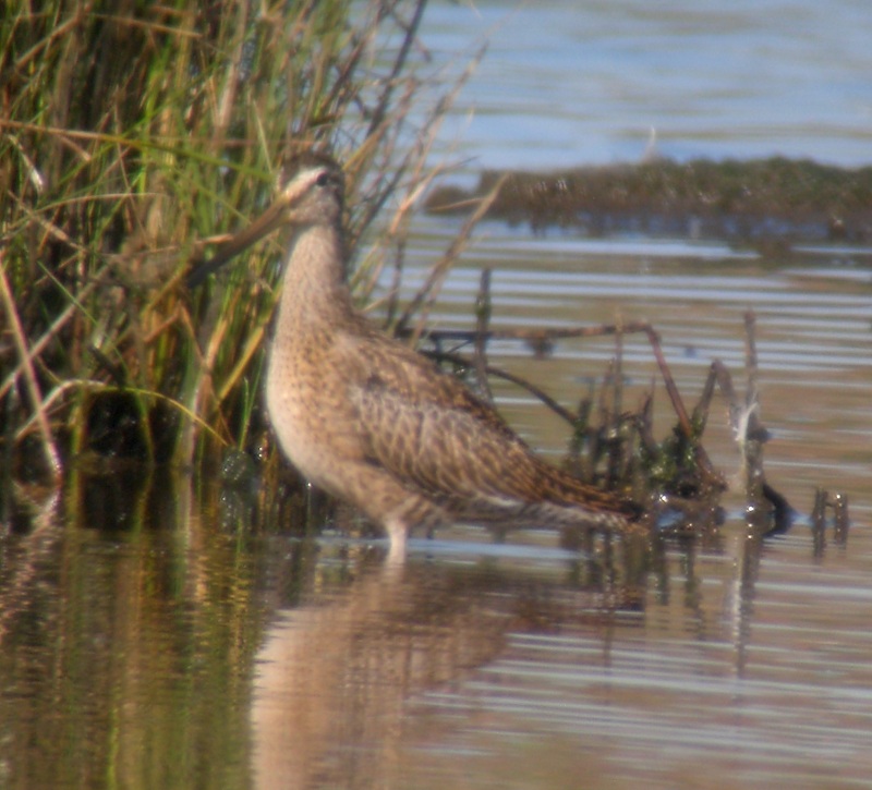 Short-billed Dowitcher
