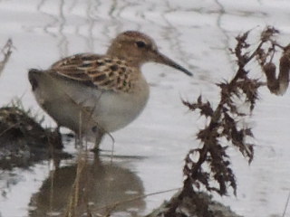 Pectoral Sandpiper