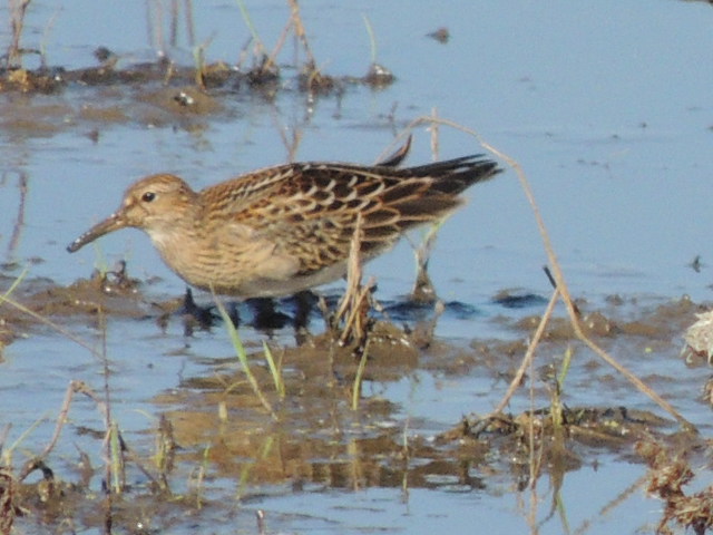 Pectoral Sandpiper