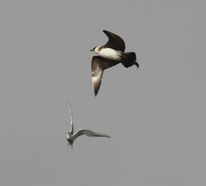 Arctic Skua