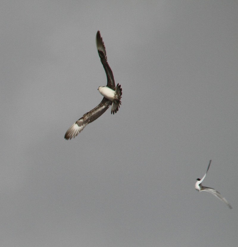 Arctic Skua