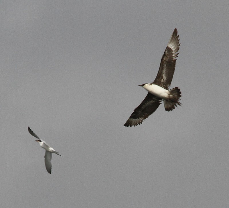 Arctic Skua