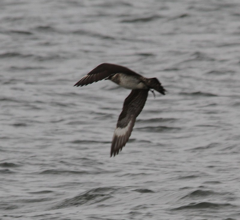Arctic Skua