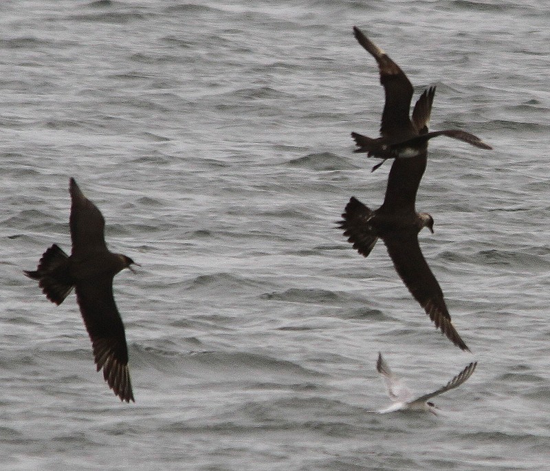 Arctic Skua