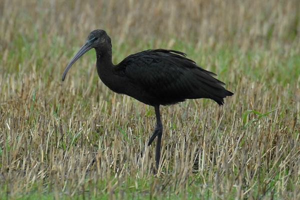 Glossy Ibis