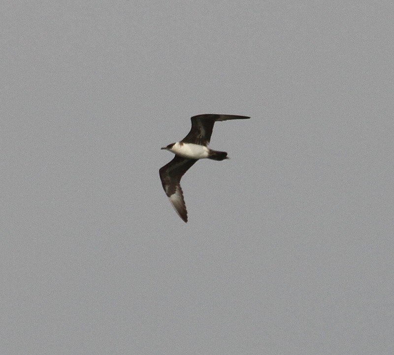 Arctic Skua