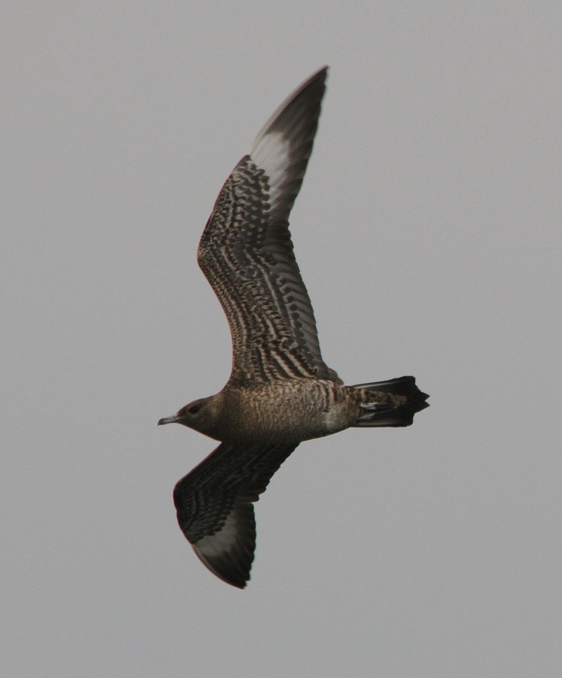 Arctic Skua