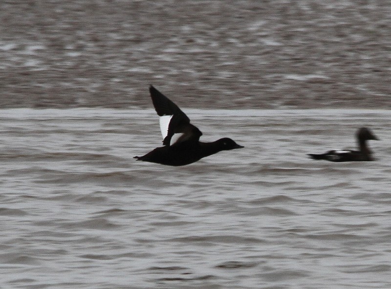 Velvet Scoter