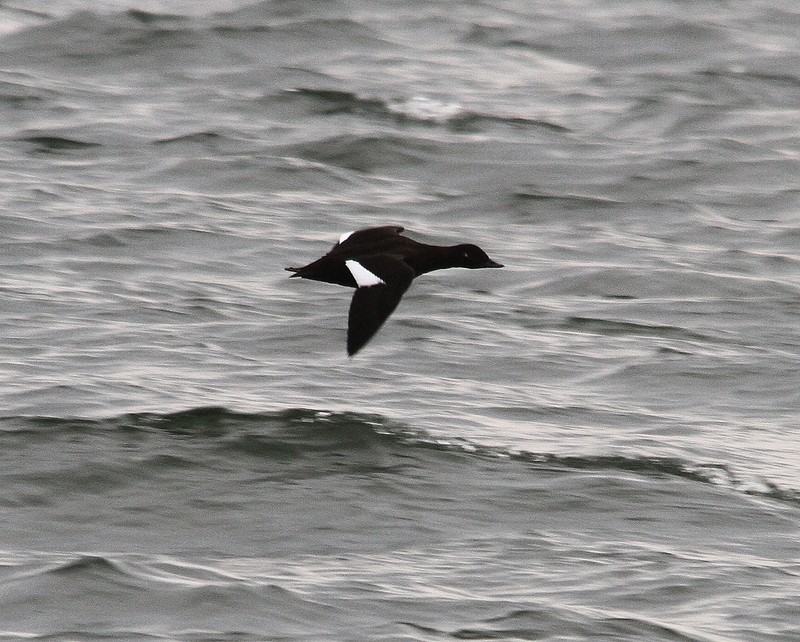 Velvet Scoter