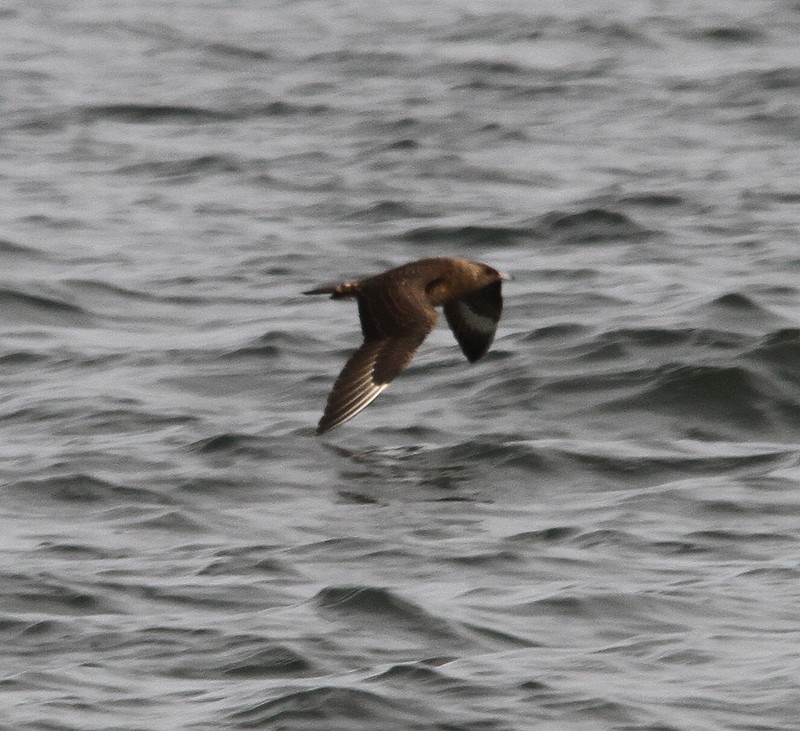 Arctic Skua