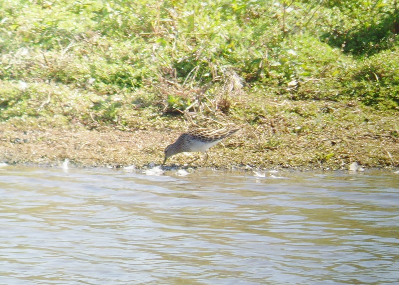 Pectoral Sandpiper