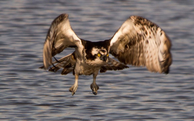 Osprey