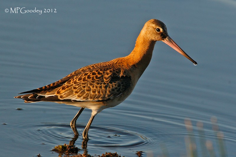 Black-tailed Godwit