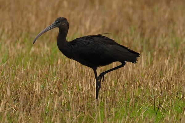 Glossy Ibis