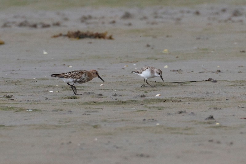 Semipalmated Sandpiper