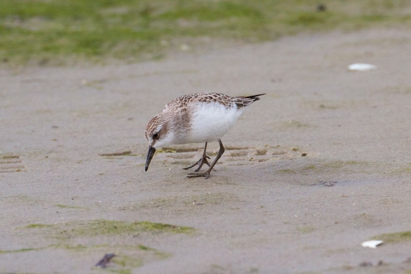 Semipalmated Sandpiper