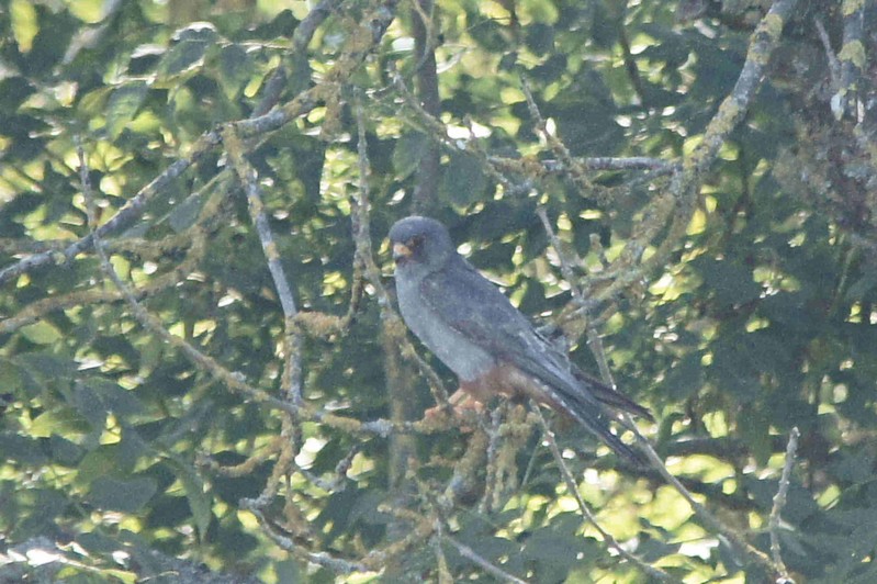 Red-footed Falcon