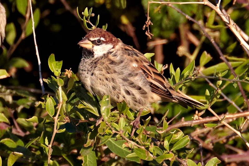 Spanish Sparrow