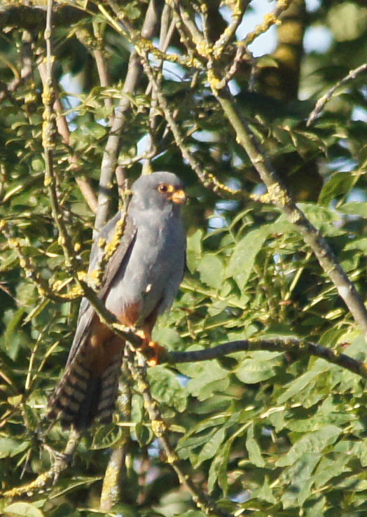 Red-footed Falcon