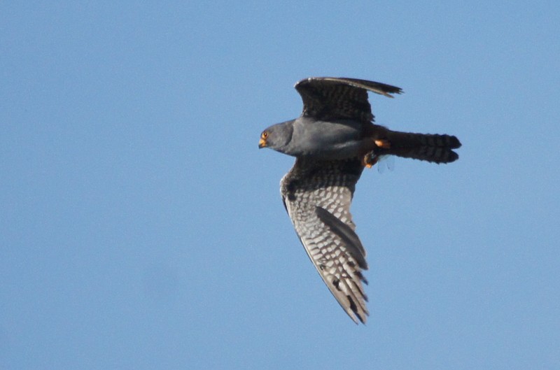 Red-footed Falcon