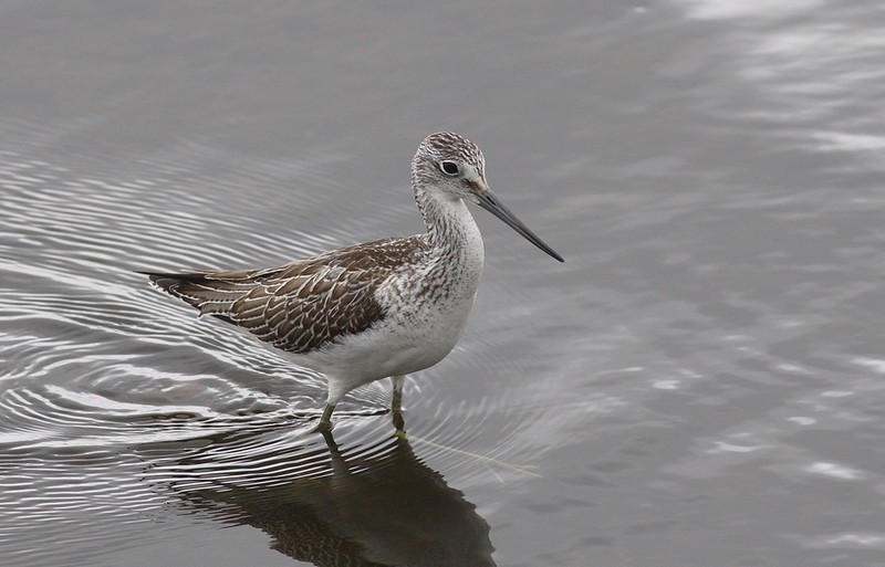 Greenshank