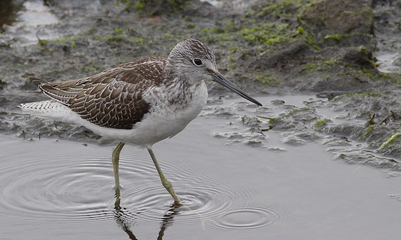Greenshank