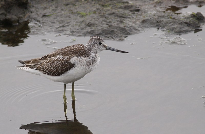 Greenshank
