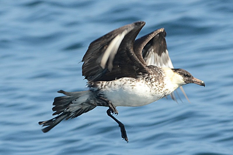 Pomarine Skua