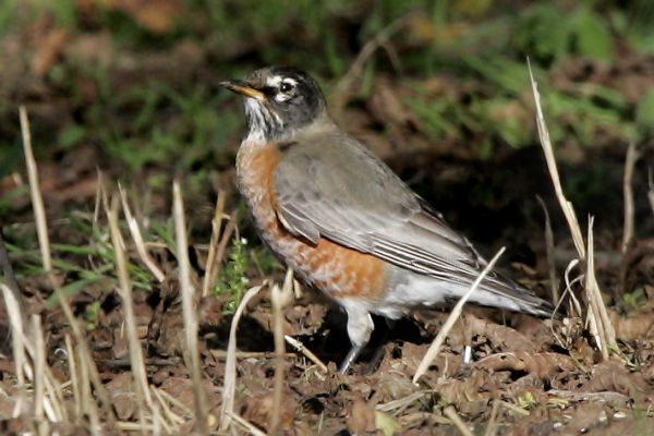 American Robin