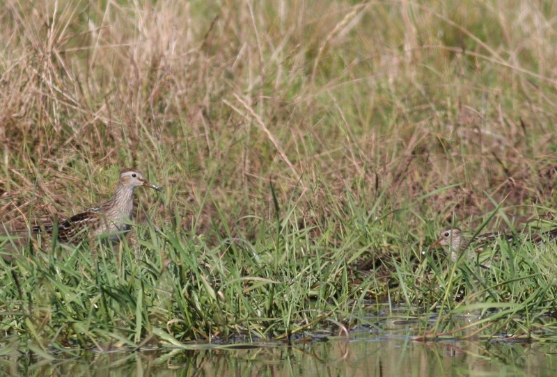 Pectoral Sandpiper
