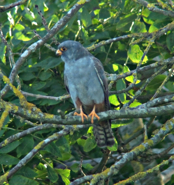 Red-footed Falcon