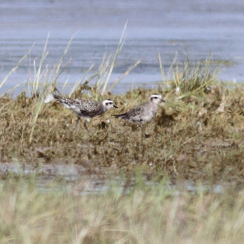 American Golden Plover