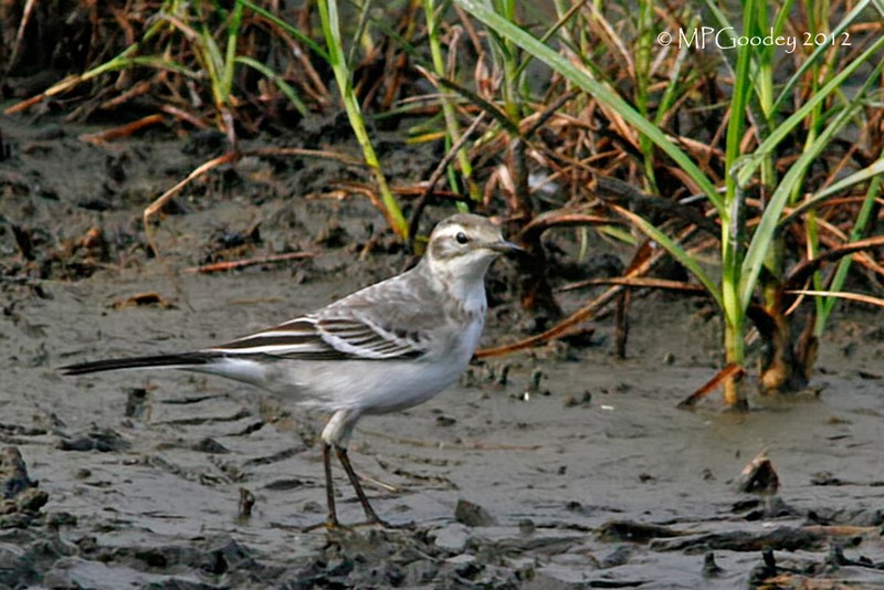 Citrine Wagtail
