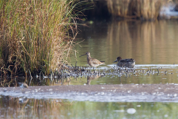 Short-billed Dowitcher