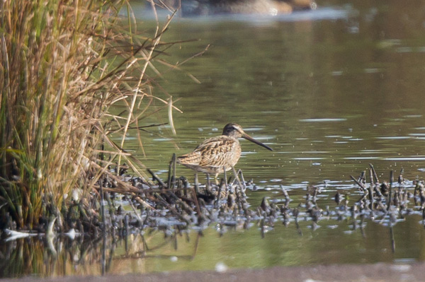 Short-billed Dowitcher