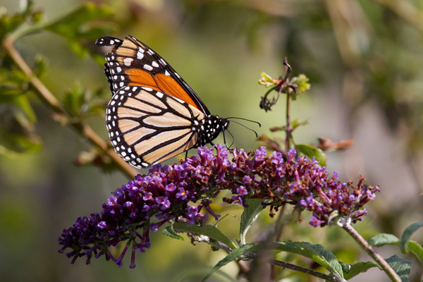 Monarch butterfly