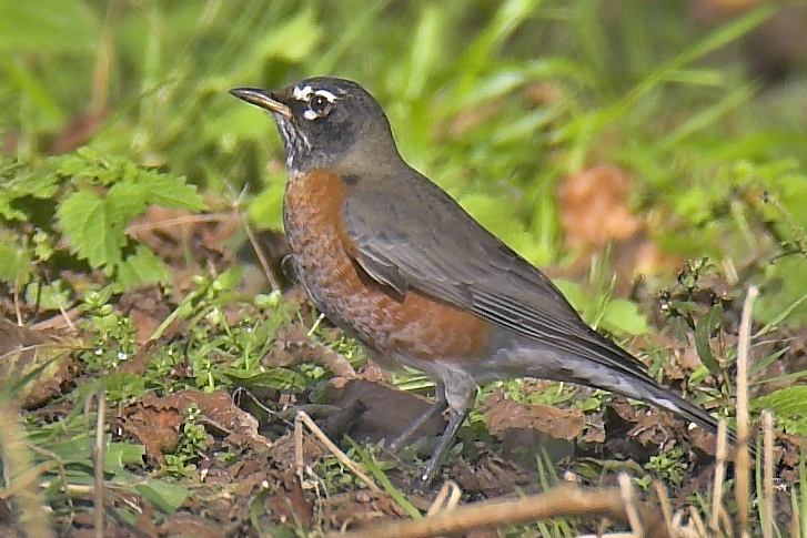 American Robin