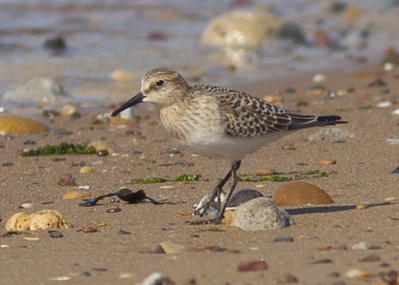Baird's Sandpiper