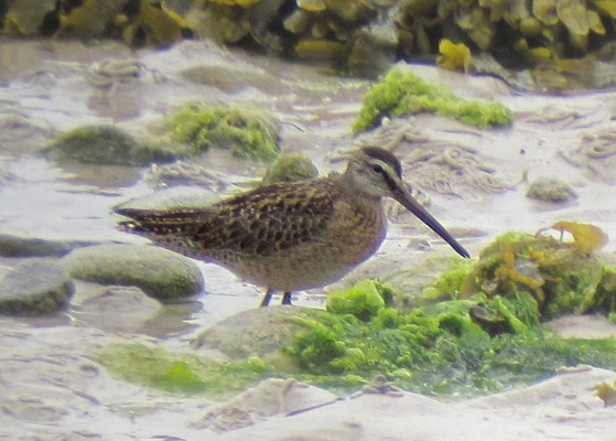 Short-billed Dowitcher