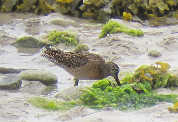 Short-billed Dowitcher