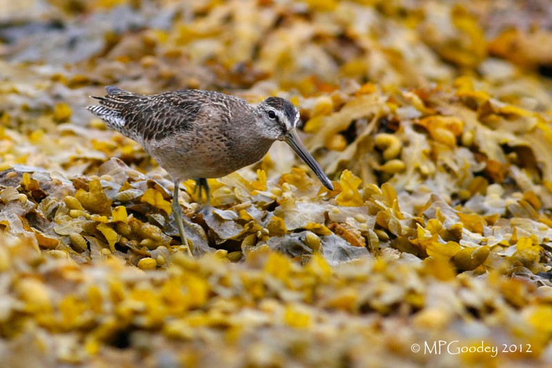 Short-billed Dowitcher