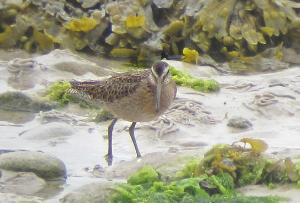 Short-billed Dowitcher