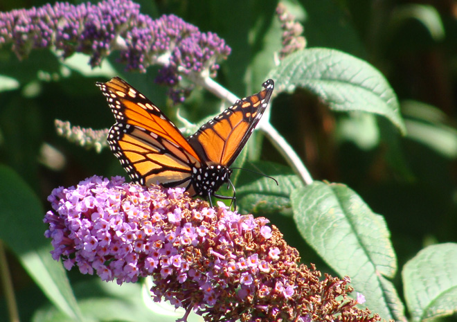 monarch butterfly