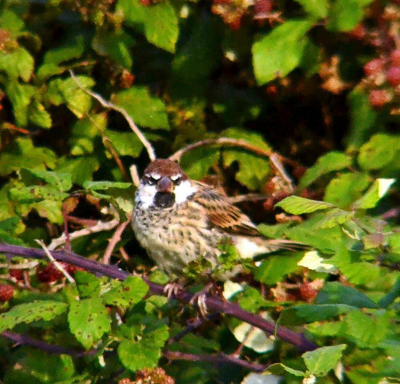 Spanish Sparrow