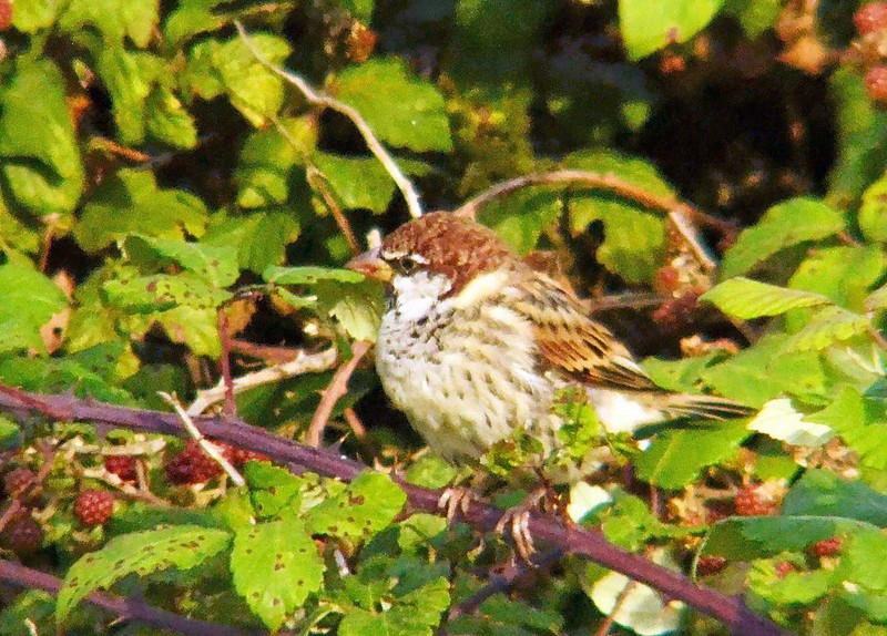 Spanish Sparrow