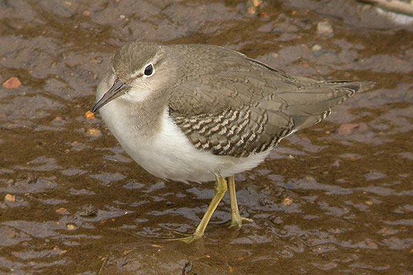 Spotted Sandpiper