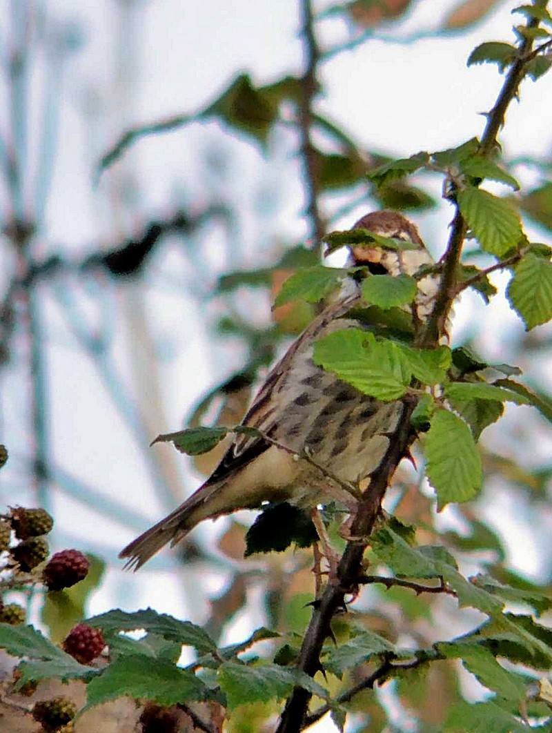 Spanish Sparrow