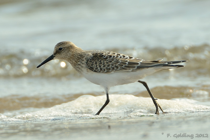 Baird's Sandpiper